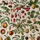 Lithograph on the fruits of 1928
