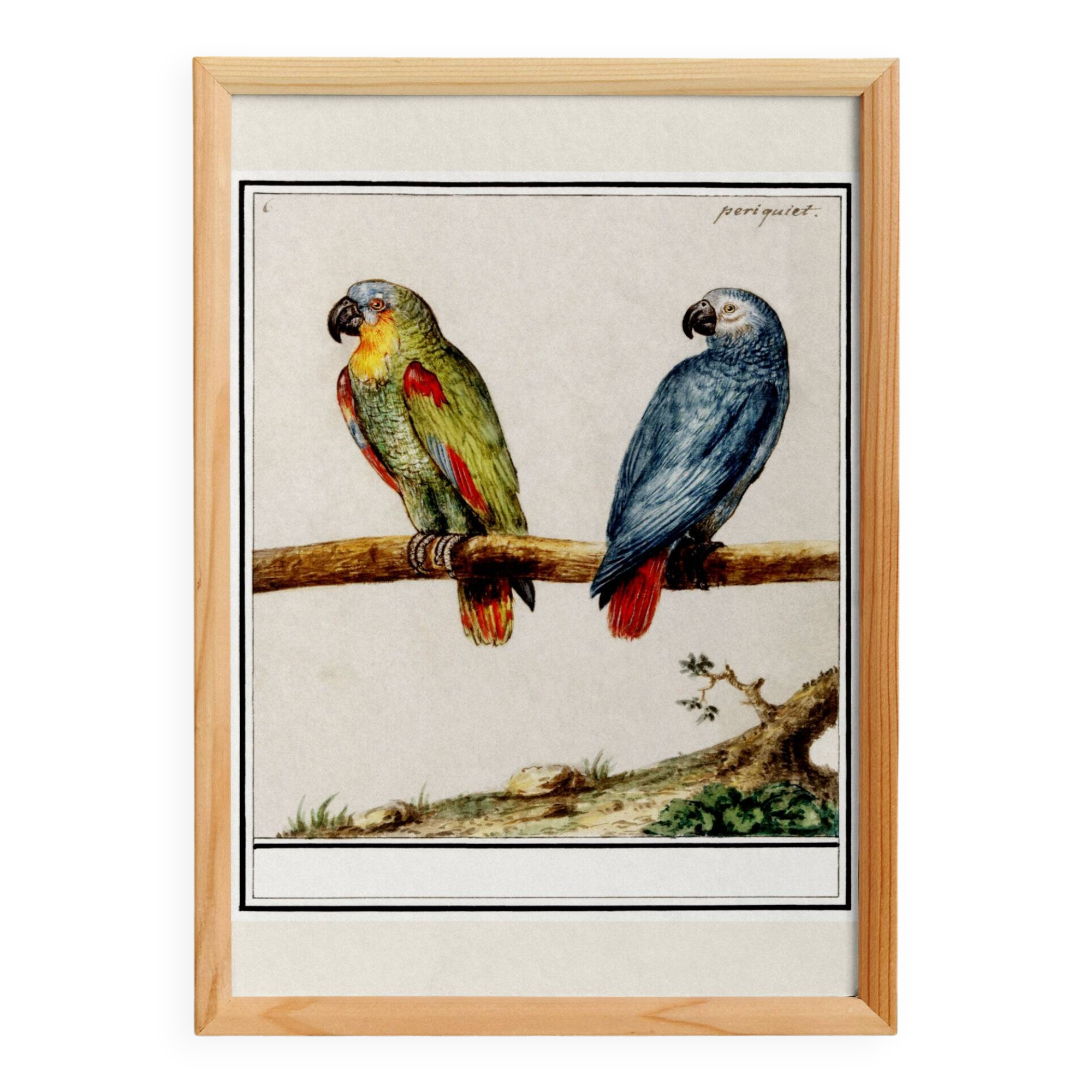 Small poster about Parrots, after an engraving from 1610