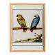 Small poster about Parrots, after an engraving from 1610