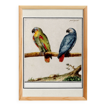 Small poster about Parrots, after an engraving from 1610