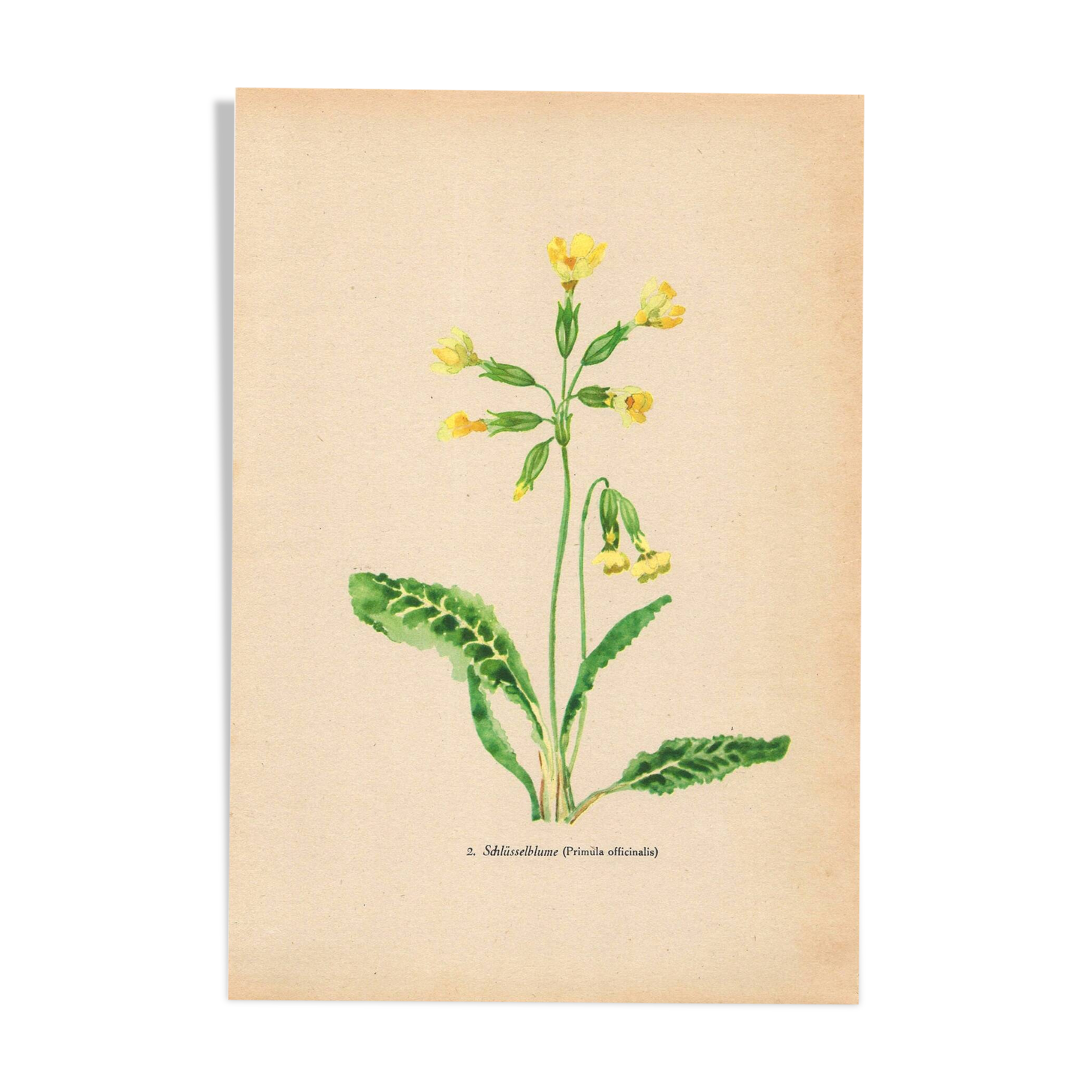 Antique illustration from 1948. Meadow flowers by Strache - Primrose