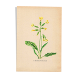 Antique illustration from 1948. Meadow flowers by Strache - Primrose