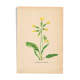 Antique illustration from 1948. Meadow flowers by Strache - Primrose