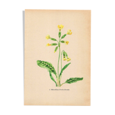 Antique illustration from 1948. Meadow flowers by Strache - Primrose
