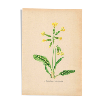 Antique illustration from 1948. Meadow flowers by Strache - Primrose