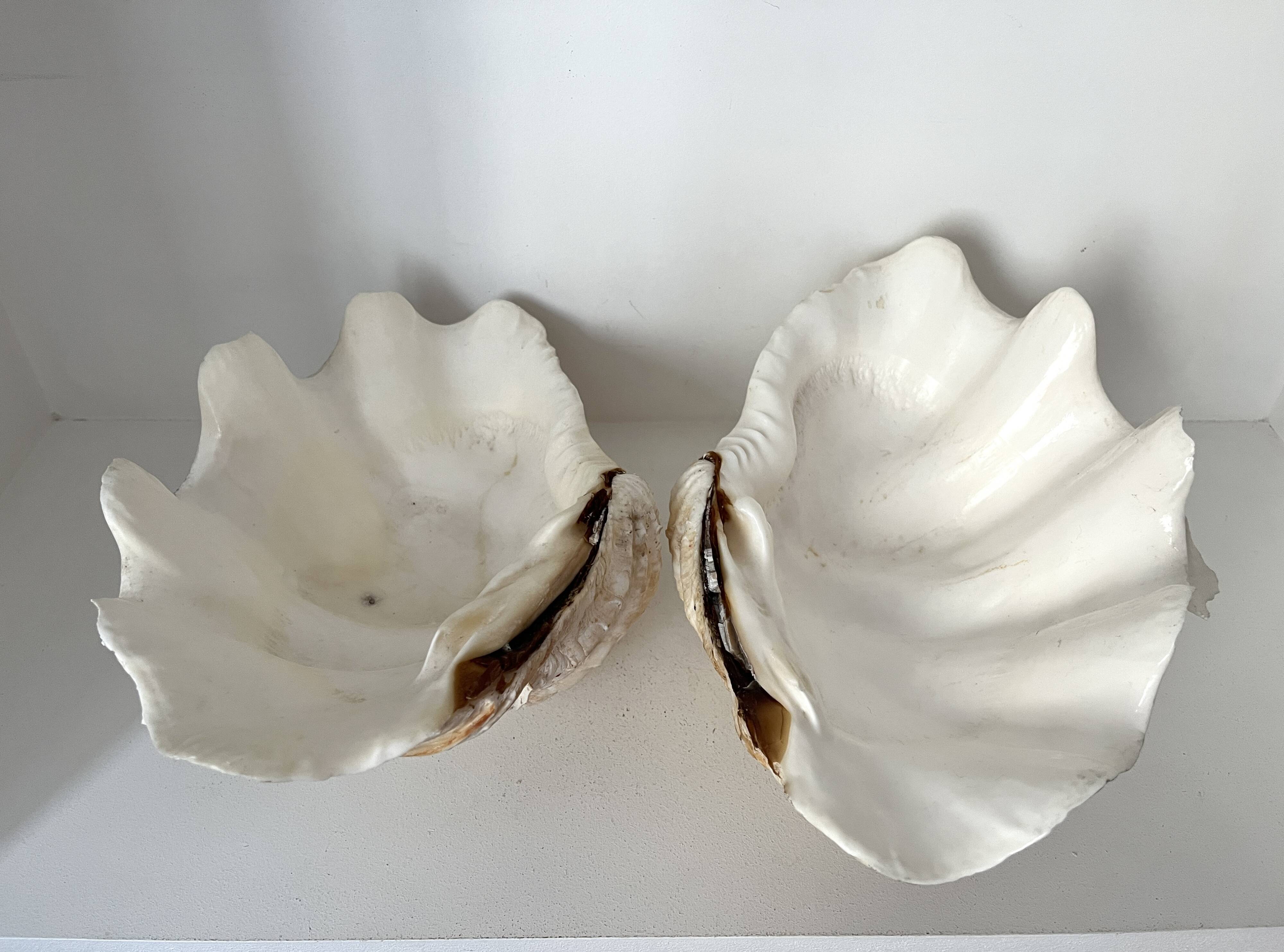 Authentic vintage giant bivalve shell, tridacna gigas shell.