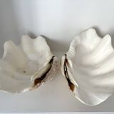Authentic vintage giant bivalve shell, tridacna gigas shell.