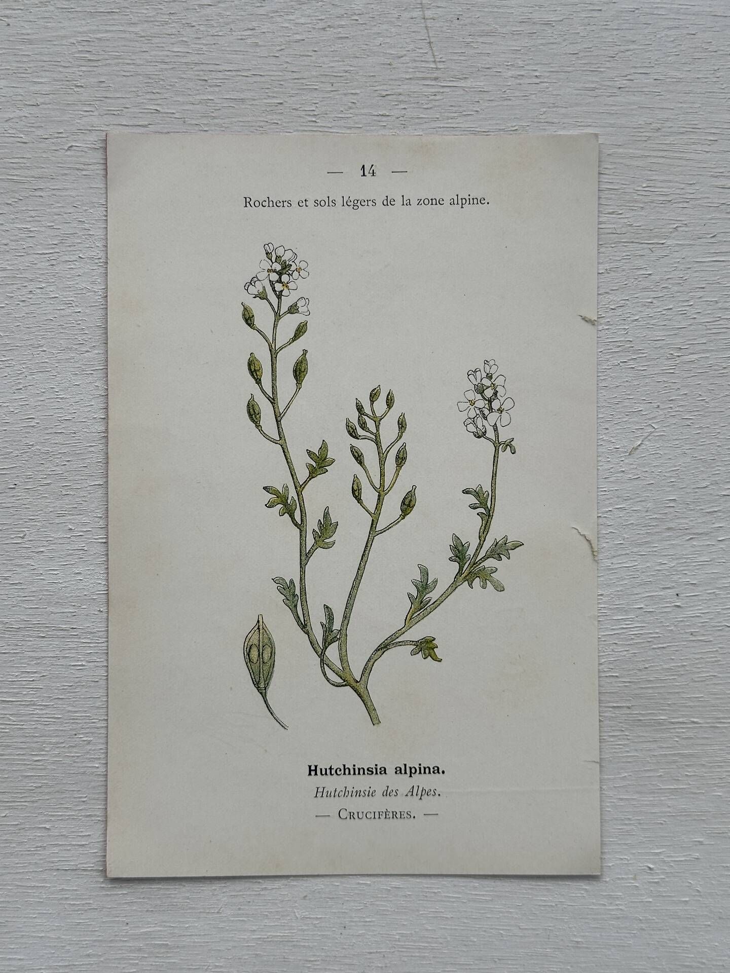 Botanical Plate 1800 Old Naturalist Engraving 19th Century Double-Sided