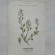 Botanical Plate 1800 Old Naturalist Engraving 19th Century Double-Sided