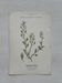 Botanical Plate 1800 Old Naturalist Engraving 19th Century Double-Sided