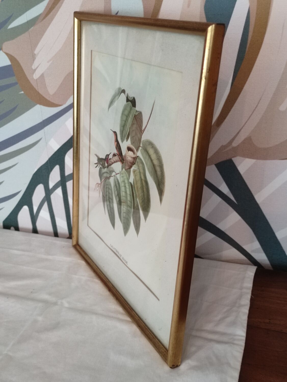 Framed bird engraving