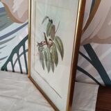 Gravure oiseaux encadrée