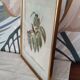 Framed bird engraving