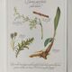 Botanical illustration -Aperitif herbal tea- Engraving of medicinal plants and herbs