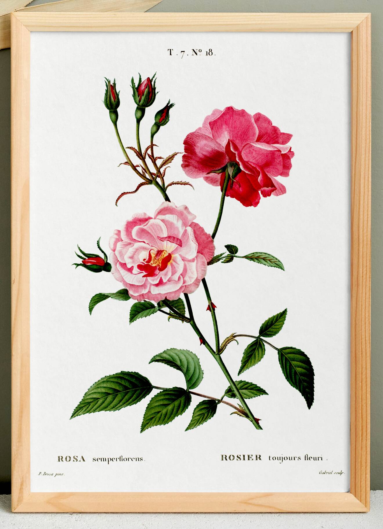 Poster about the rose, based on an old engraving