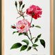 Poster about the rose, based on an old engraving