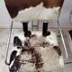 Set of 4 vintage Cucroma armchairs – Guido Faleschini – leather