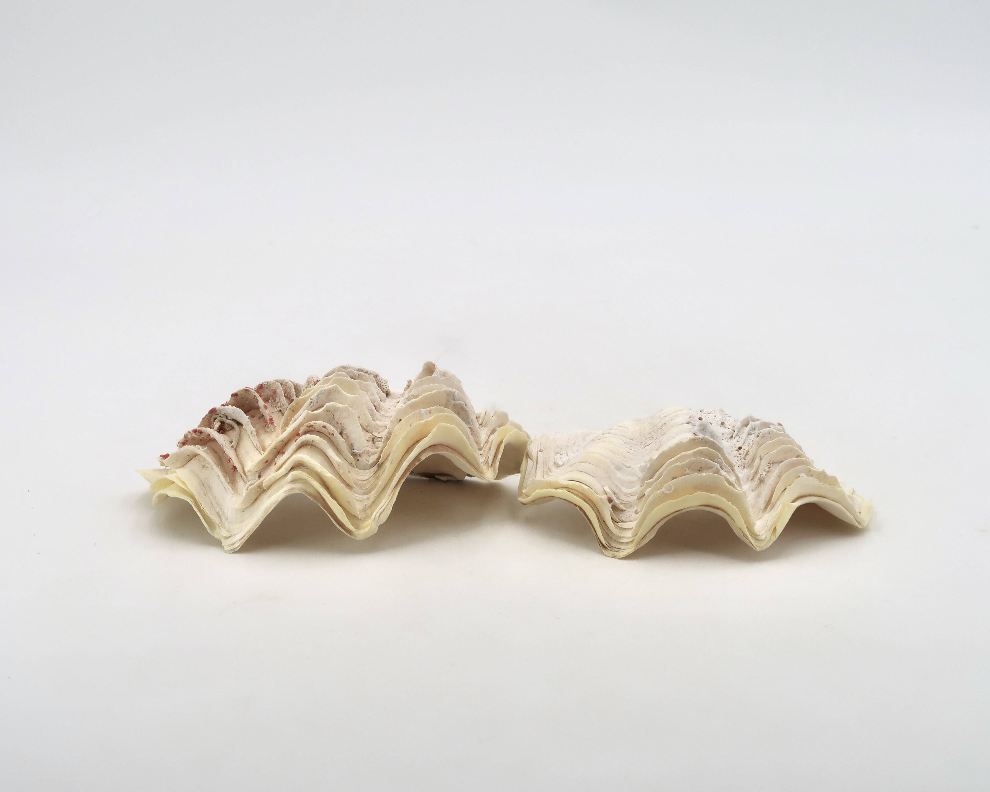 Natural white shell vide poche, 1970s.