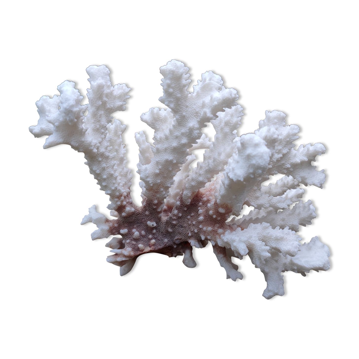 White coral (dead)decoration