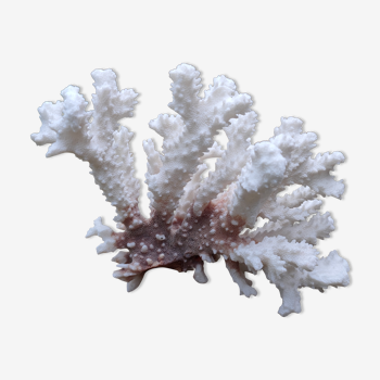 Corail blanc (mort)de décoration