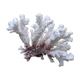 White coral (dead)decoration