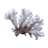Corail blanc (mort)de décoration