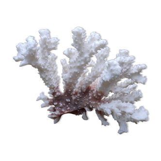 White coral (dead)decoration