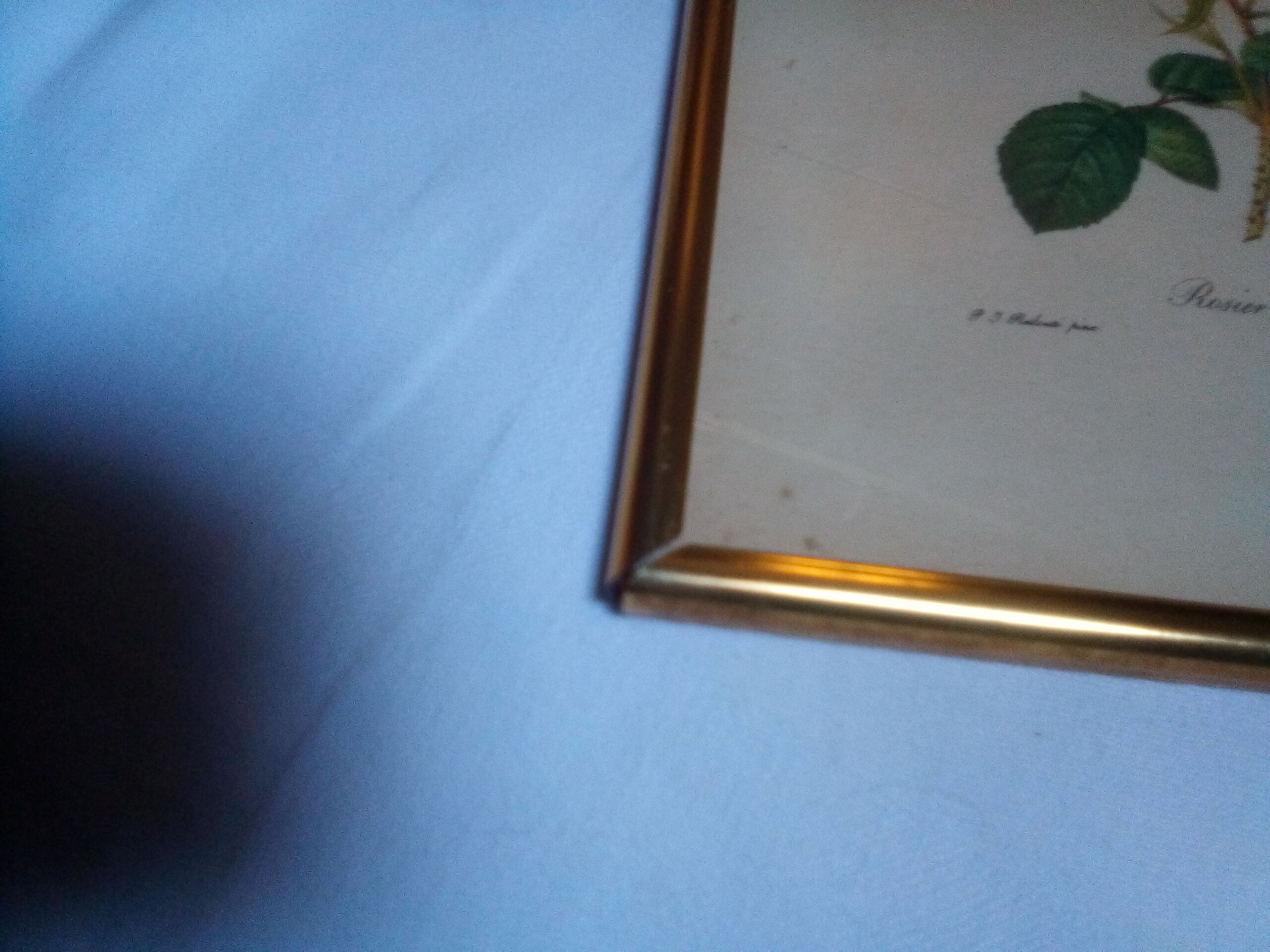 Dreaded botanical plank