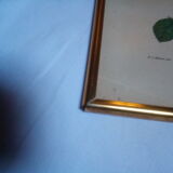 Dreaded botanical plank