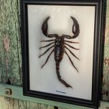 Scorpion naturalisé sous verre