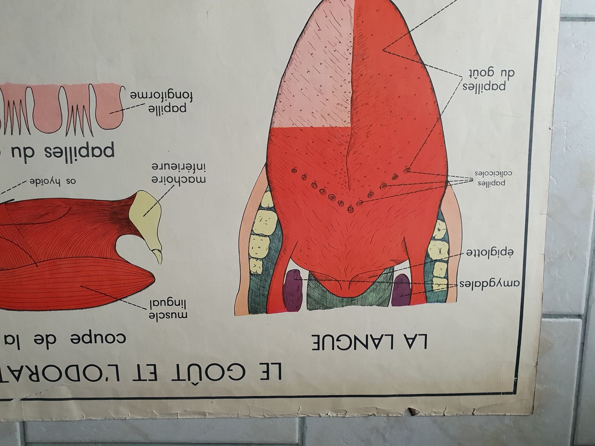 School poster Rossignol - taste and smell and the eye