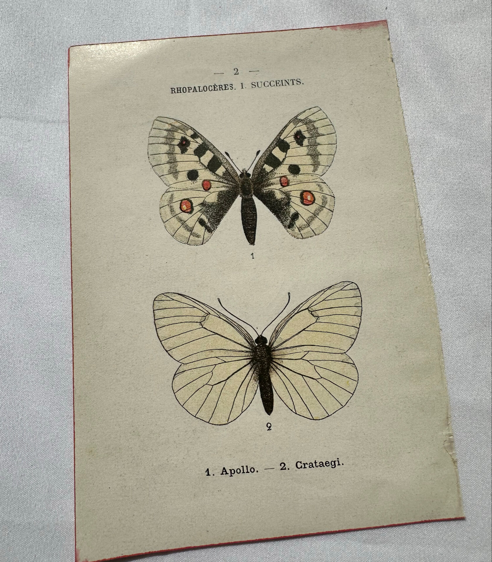 Gravure naturaliste  Papillon 19eme affiche botanique originale 1800