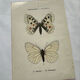 Gravure naturaliste  Papillon 19eme affiche botanique originale 1800
