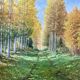 Green landscape signed in 2008