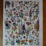Original lithograph on flowers