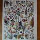 Lithographie originale sur les fleurs