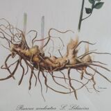 Frame table lithograph botannic vintage plant 34cm 29cm
