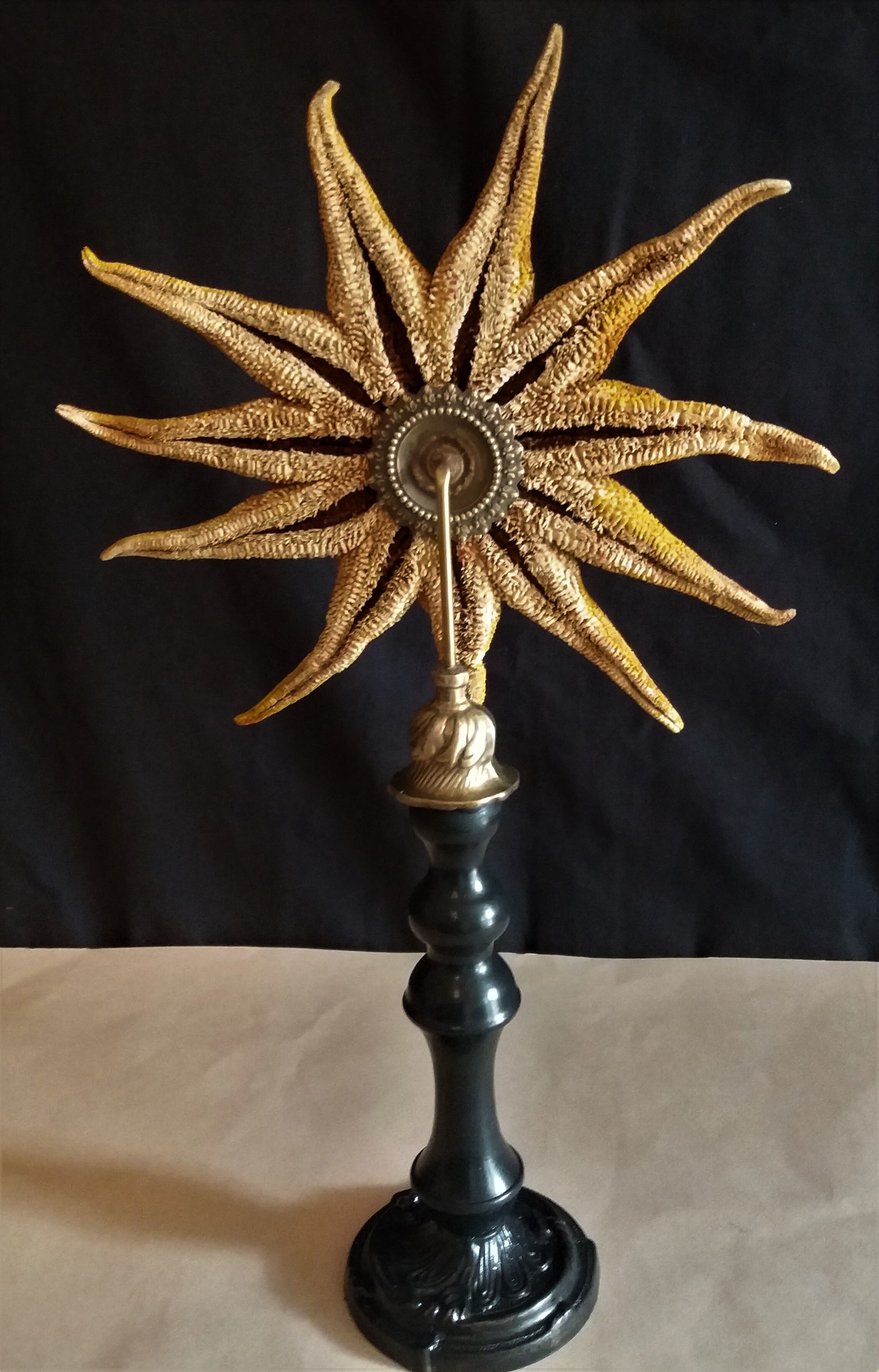 Starfish solaster dawsoni