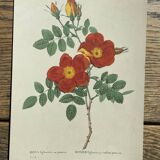 Set of 3 antique rose and flower engravings