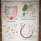 Former School Poster Rossignol of the 50s Medicine Anatomy Breathing