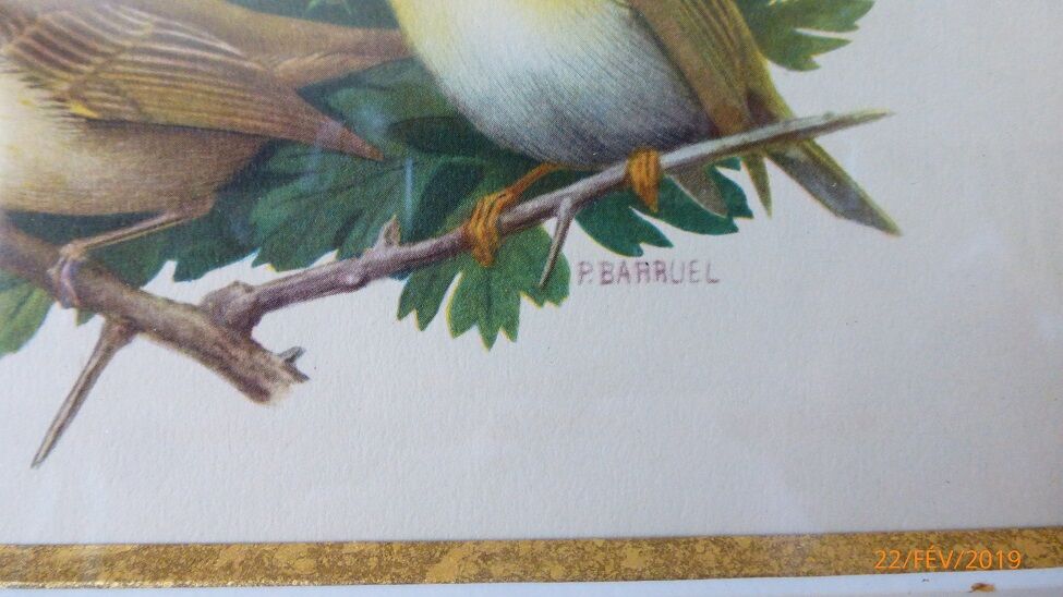 Birds - collection Hepatior N ° 3