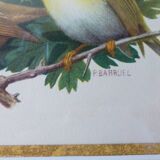 Birds - collection Hepatior N ° 3