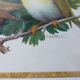 Birds - collection Hepatior N ° 3
