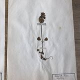 2-page lot of 19th century herbarium Deyrolle