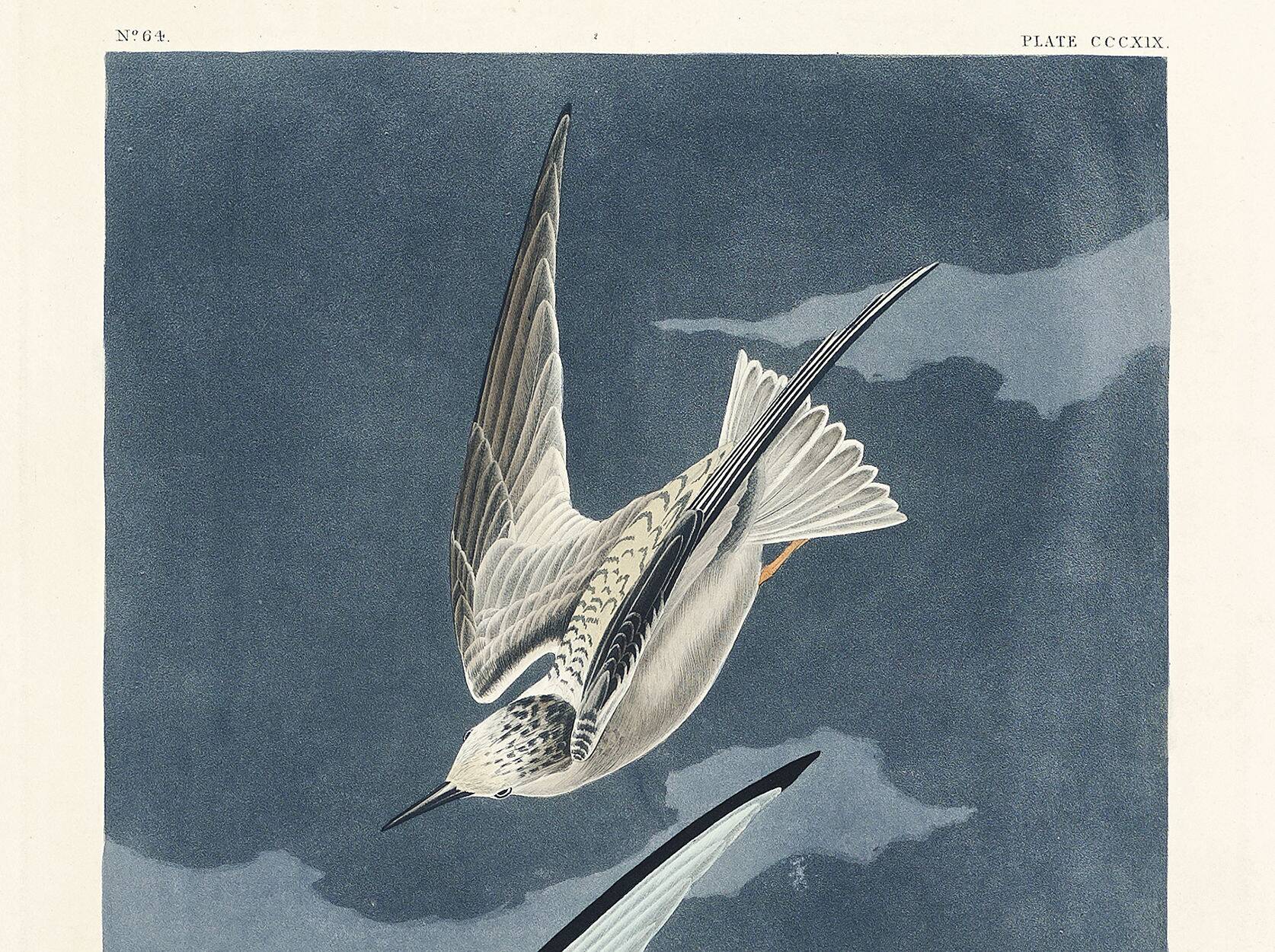 Poster about the Little Tern, based on an old engraving from 1827.
