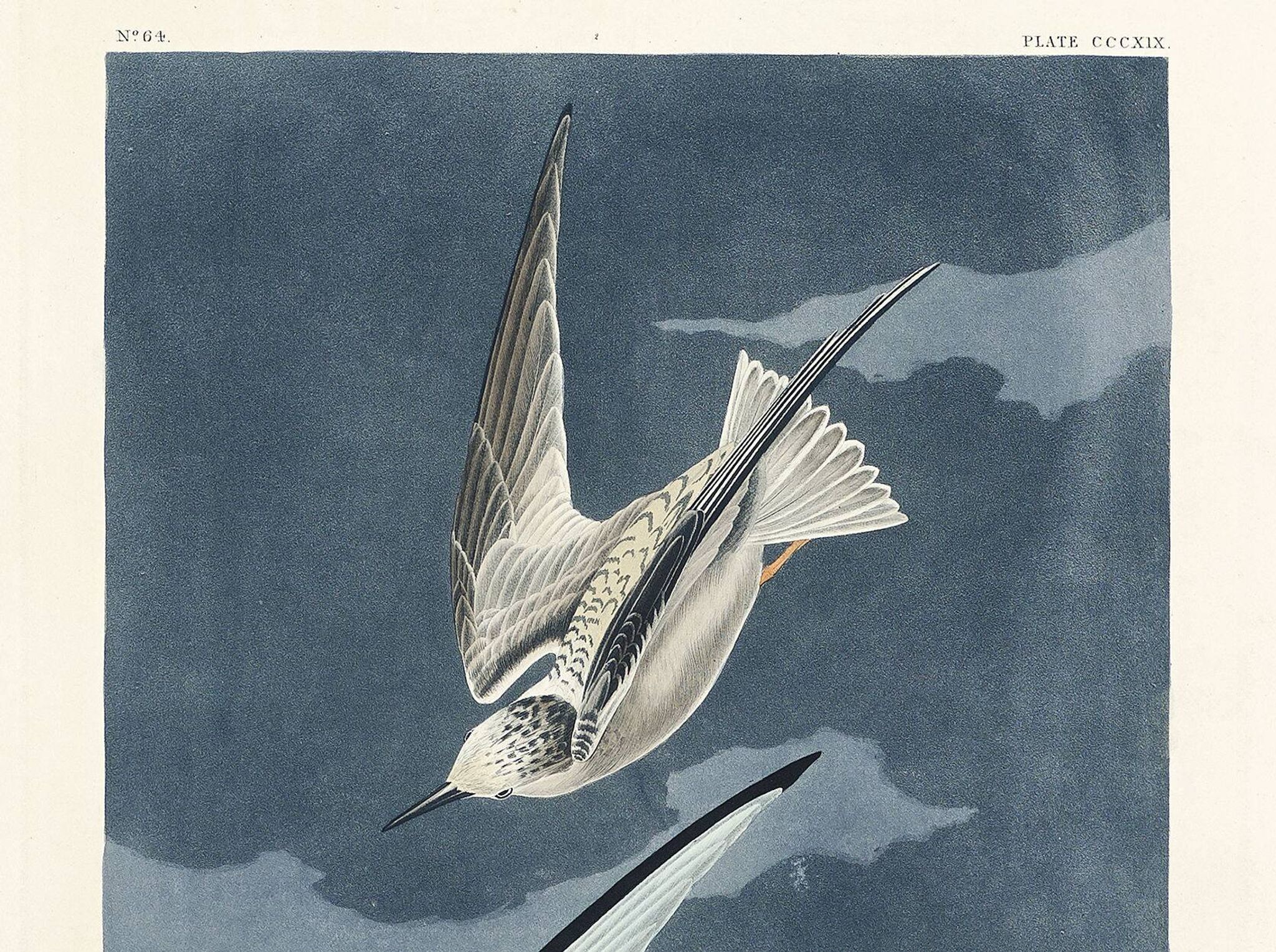 Poster about the Little Tern, based on an old engraving from 1827.