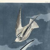 Poster about the Little Tern, based on an old engraving from 1827.