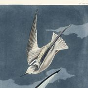Poster about the Little Tern, based on an old engraving from 1827.