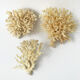 Lot de 3 petits buissons coraux du pacifique