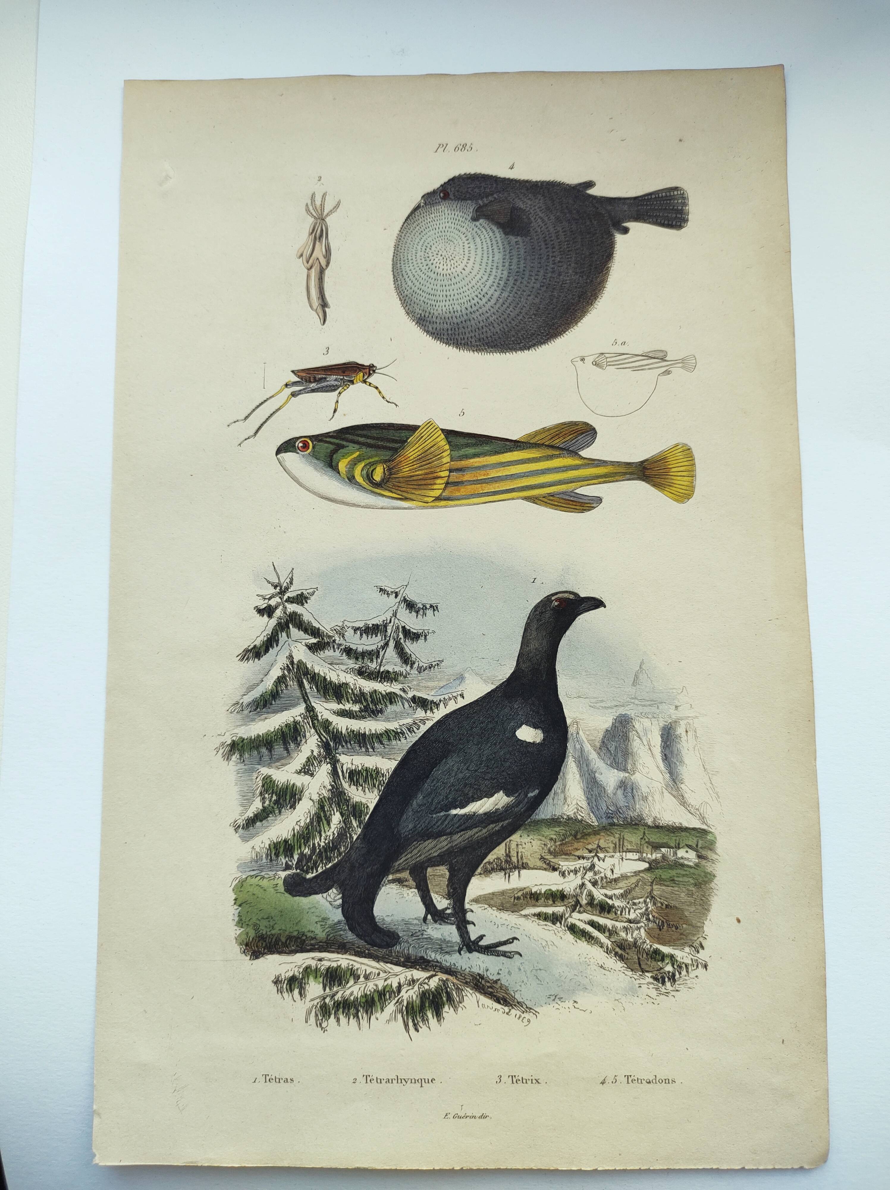 Gravure ancienne de 1838 -Tetras et poissons- Planche coloriée à la main zoologique. Original.